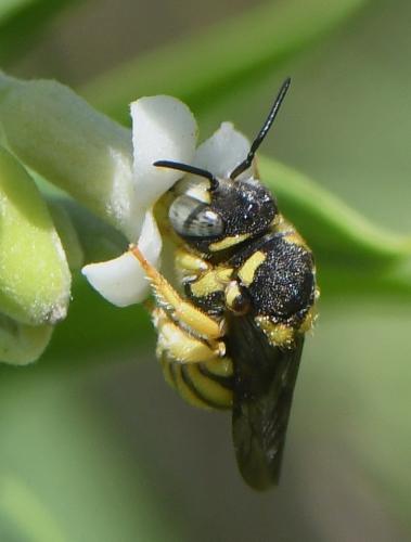 Réf. 236 345 : Anthidiellum sp.